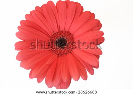 pink gerber daisy on white background