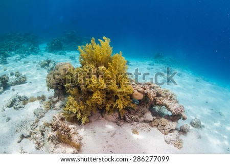 Tropical fish on background of a coral reef