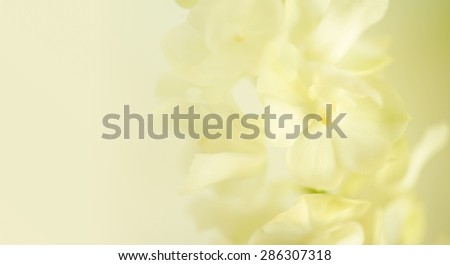 vivid color roses flower in soft and blur style for background