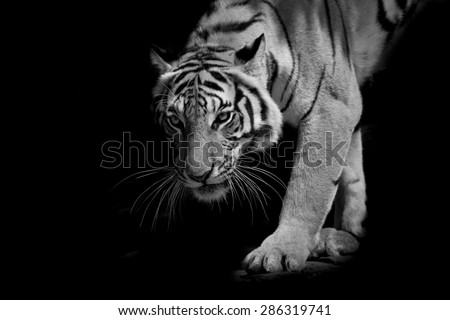 black & white tiger walking step by step isolated on black background