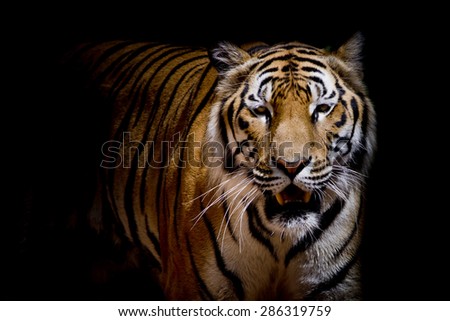 Close up tiger growl - isolated on black background