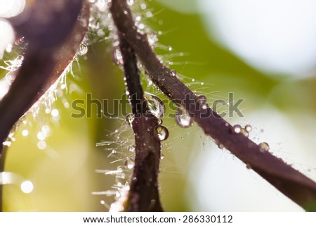 Abstract, macro composition with leaves and water drops
