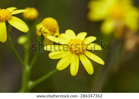 Beautiful yellow daisies. Nature background