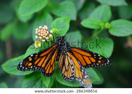 mating butterfly