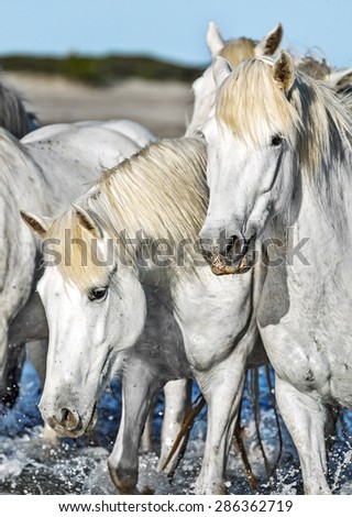 White Camargue Horses on the beach in Parc Regional de Camargue - Provence, France 
