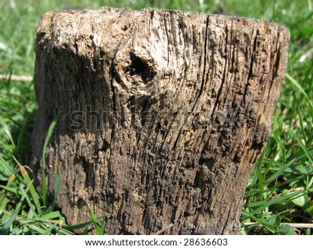 Piece of wood in grass