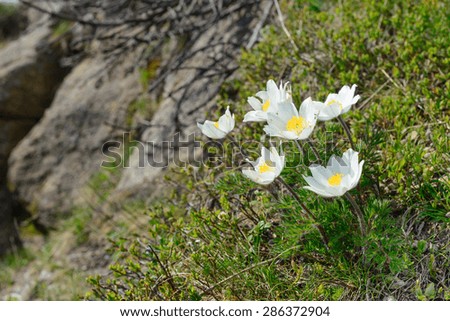 Flowers Pulsatilla scherfelii. Pictures created in the Carpathian mountains
