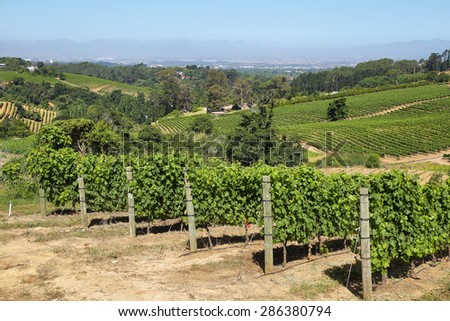 Vineyards landscape in Constantia valley, South Africa Royalty-Free Stock Photo #286380794