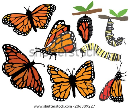 Quirky Hand drawn Monarch Butterflies and Caterpillar Stages