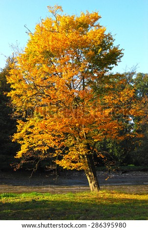 Isolated Tree Covered with Yellow Leaves