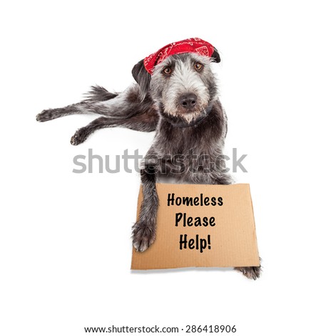 Funny photo of a homeless dog wearing a red bandana laying down with a cardboard box sign asking for help