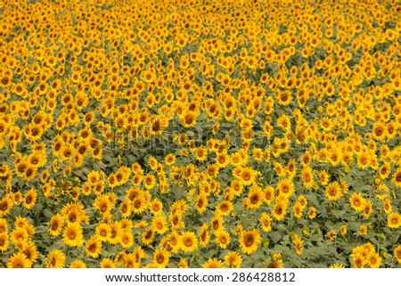 Summer sky and a sunflower field