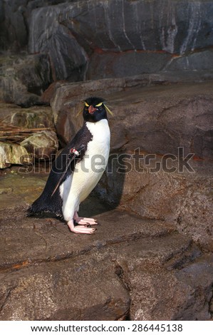 Fiordland crested penguin (Eudyptes pachyrhynchus), a species of crested penguin from New Zealand, also known as "Tawaki" and "thick-billed penguin". Selective Focus, Blur Background