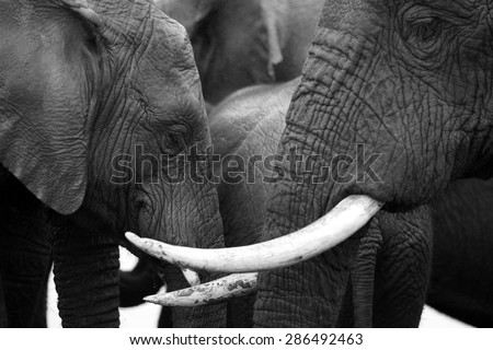 An abstract black and white image of a herd of elephants close up.