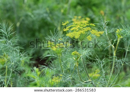 dill plant and flower as agricultural background Royalty-Free Stock Photo #286531583