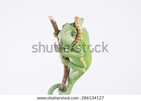 Amazing chameleon on a branch with a larva on the head (studio, background)