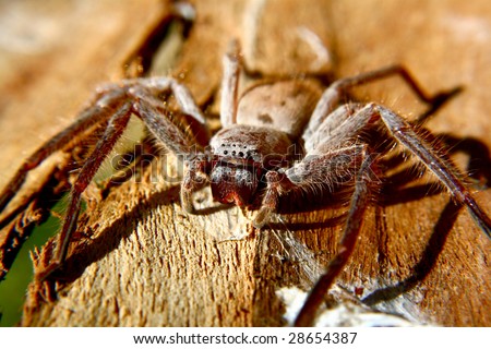 Huntsman spider native to Australia