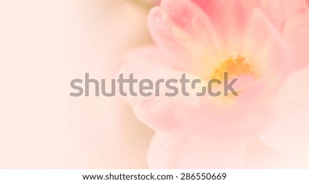 sweet color roses in soft color style on mulberry paper texture for background