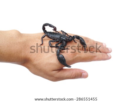 hand holding a black scorpion 