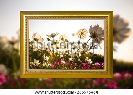 Pink Cosmos Flower on ancient wooden photo frame