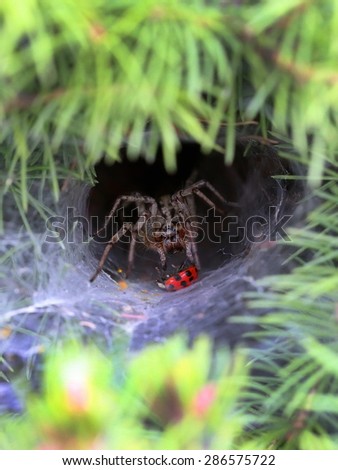 The tarantula at the hole eats a ladybug
