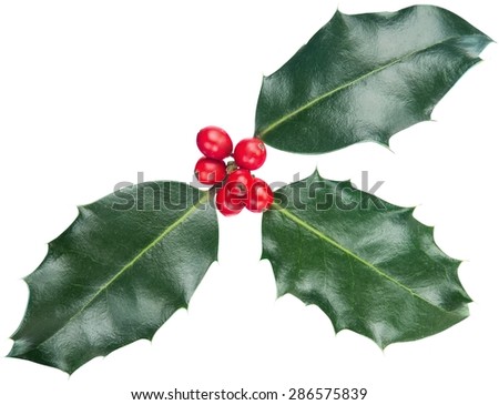 Christmas, Holly, Leaf.