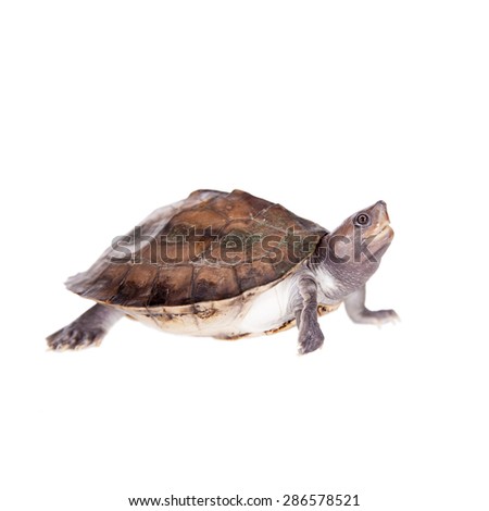 Painted river terrapin on white background.