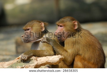 close up of two young Hamadryas baboons (Papio hamadryas)