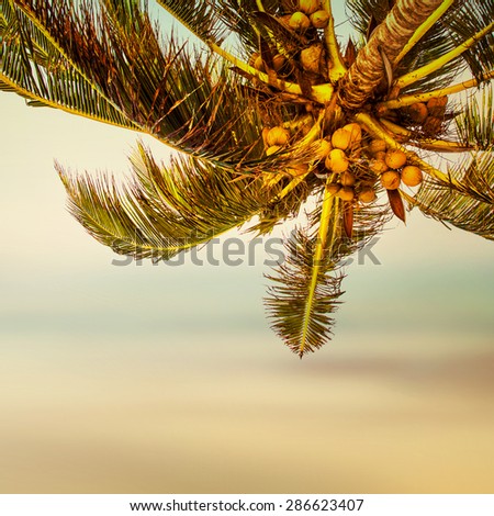 Tropical beach banner background. Coconut palm tree and blurry ocean. 