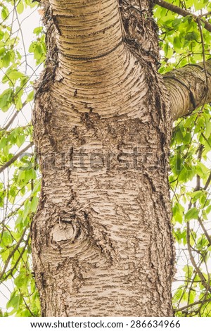 Texture of a tree trunk for use as background