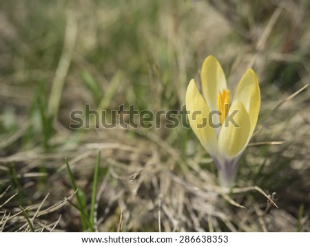 Closeup of yellow crocus in spring in meadow on the right of foreground, on the left blurred grass as place for title. taken on mountain Shara near Tetovo, Macedonia, Europe