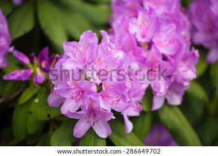 Beauty Purple Lotus pink bush flower Syringa 