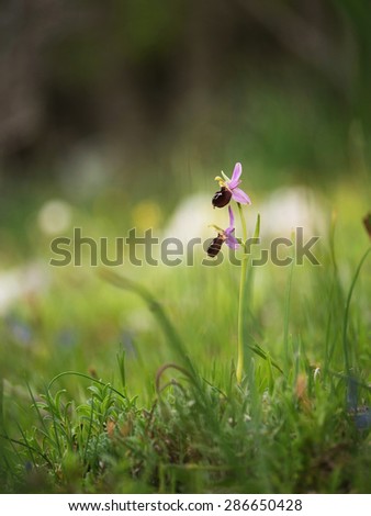 Ophrys orchid flower