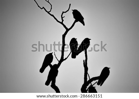 Perched Crow Silhouette 