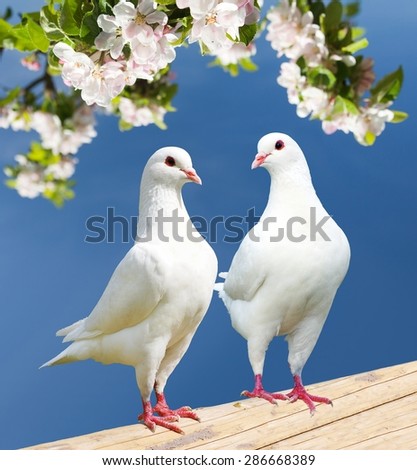 two white pigeon on flowering background - imperial pigeon - ducula Royalty-Free Stock Photo #286668389
