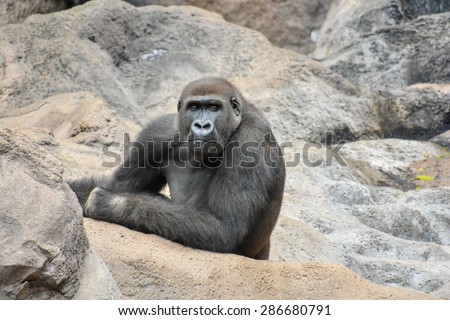 Picture of a Strong Adult Black Gorilla