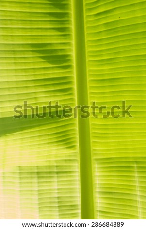 Texture of banana leaf