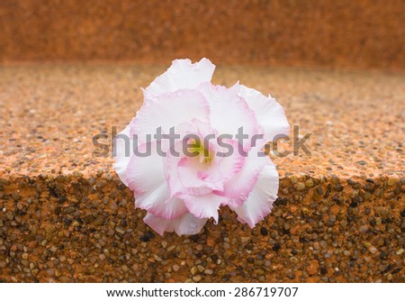 Close up flowers falling on the marble floor background.