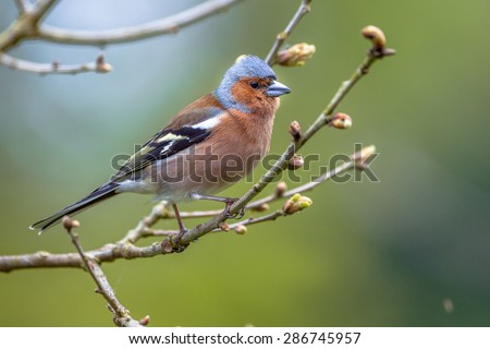 male Chaffinch (Fringilla coelebs) looking in the camera from a branch in an ecological natural garden with green background Royalty-Free Stock Photo #286745957