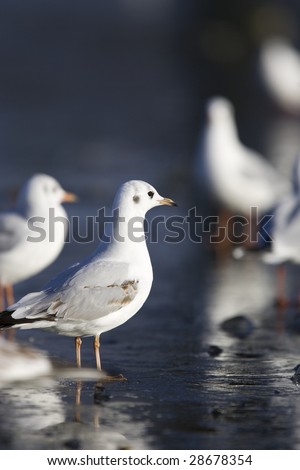 Little gull on ice in Bushy park