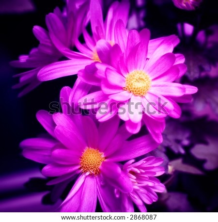 Purple flowers. Computer modified photo to make flower fairy beautiful.