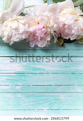 Splendid  white  peonies flowers on turquoise painted wooden planks. Selective focus. Place for text. Toned image.
