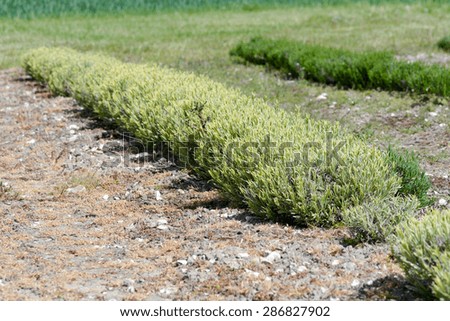 Blonde Lavender plants growing in rows on farm