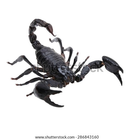 Black scorpion species palamnaeus fulvipes from Thailand isolated on white background No shadow . This has clipping path.