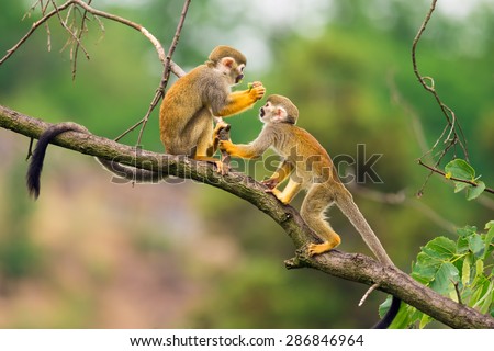 Two common squirrel monkeys (Saimiri sciureus) playing on a tree branch Royalty-Free Stock Photo #286846964