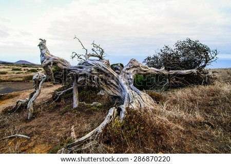 Gnarled Juniper Tree Shaped By The Wind at El Sabinar, Island of El Hierro