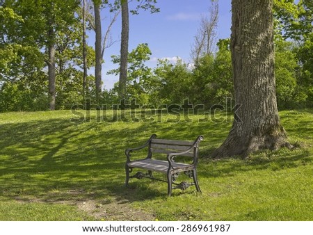 Wooden bench in a big tree shadow in spring park