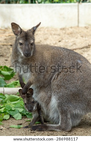 grazzing Red necked Wallaby, kangaroo with baby in bag