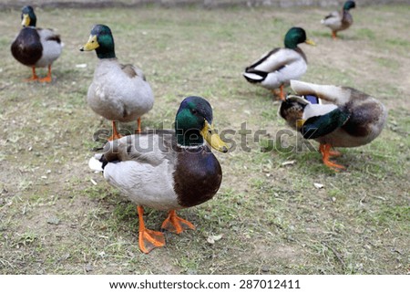 Details of mallards, it's the most common duck of the northern hemisphere.