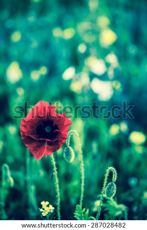 Poppy flower with blur summer meadow in background,selective focus